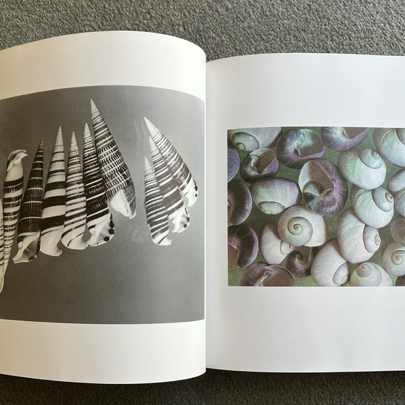 The Shell - coffee table book - Picture 6 of 11